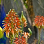 Jardin Majorelle 3