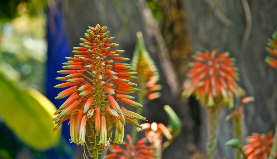 Jardin Majorelle 3