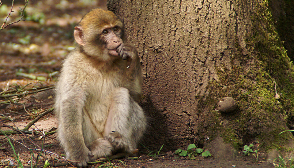 Berberaffe